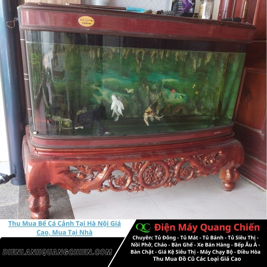 Thu Mua Bể Cá Cảnh Tại Hà Nội 1