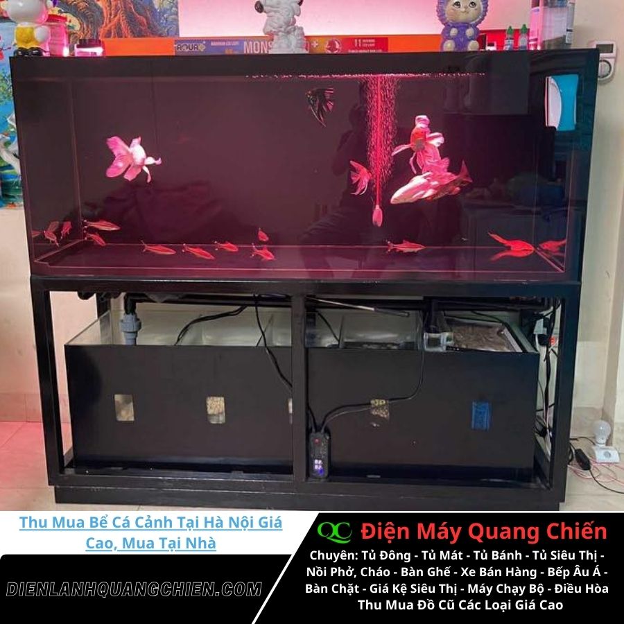 Thu Mua Bể Cá Cảnh Tại Hà Nội 2