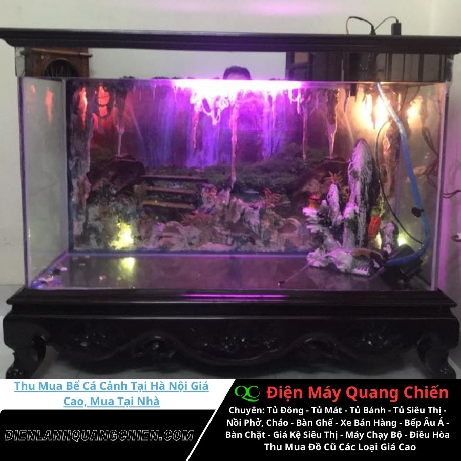 Thu Mua Bể Cá Cảnh Tại Hà Nội